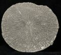 Pyrite Sun In Riker Mount Case - Illinois #31176-1